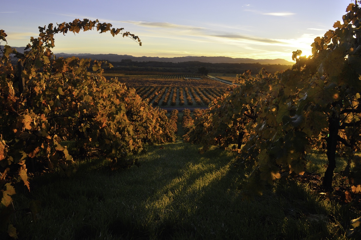 Healdsburg vineyard rows at sunset